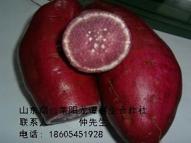 供应山东优质特产紫番薯